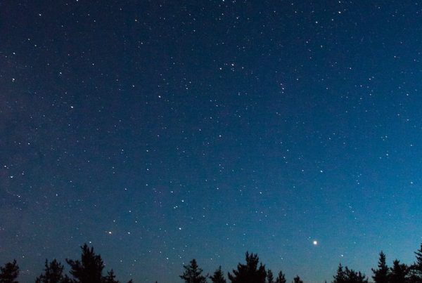 silhouette of trees under blue sky during night time